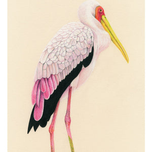 A colour pencil portrait of a Painted Stork, seen in the Bird Park in Kuala Lumper, Malaysia. Available as a Giclee Print.