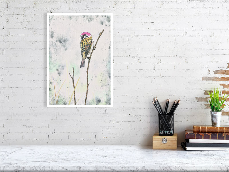 House Sparrow