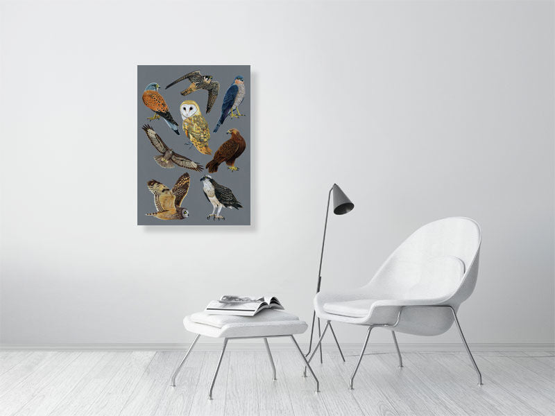 British Birds of Prey Illustration (Colour Pencil on card) Giclee Print