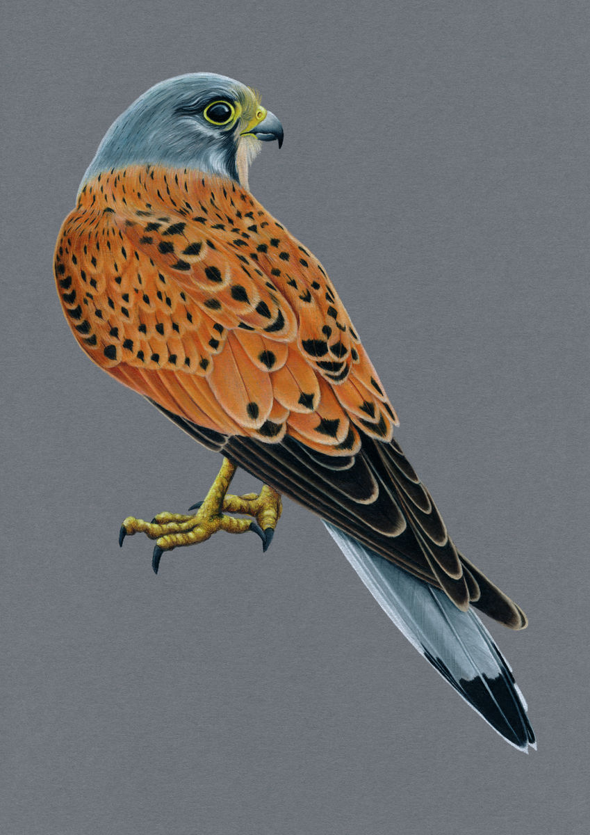 Kestrel Illustration (Colour Pencil on card) Giclee Print