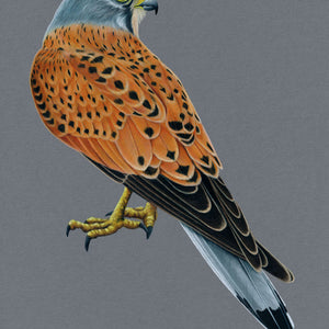 Kestrel Illustration (Colour Pencil on card) Giclee Print