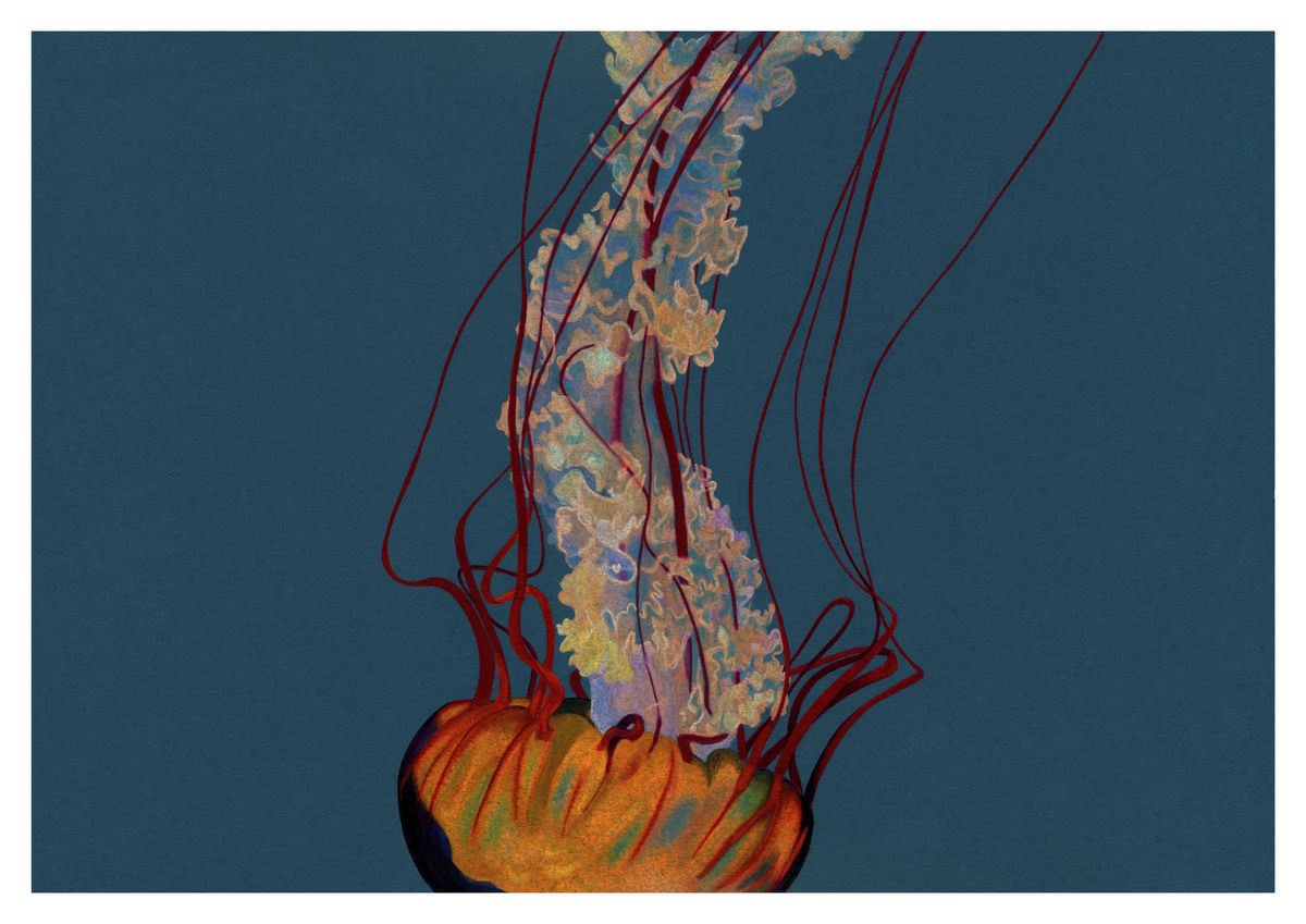 Sea Nettle Jellyfish