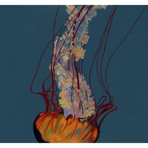 Sea Nettle Jellyfish