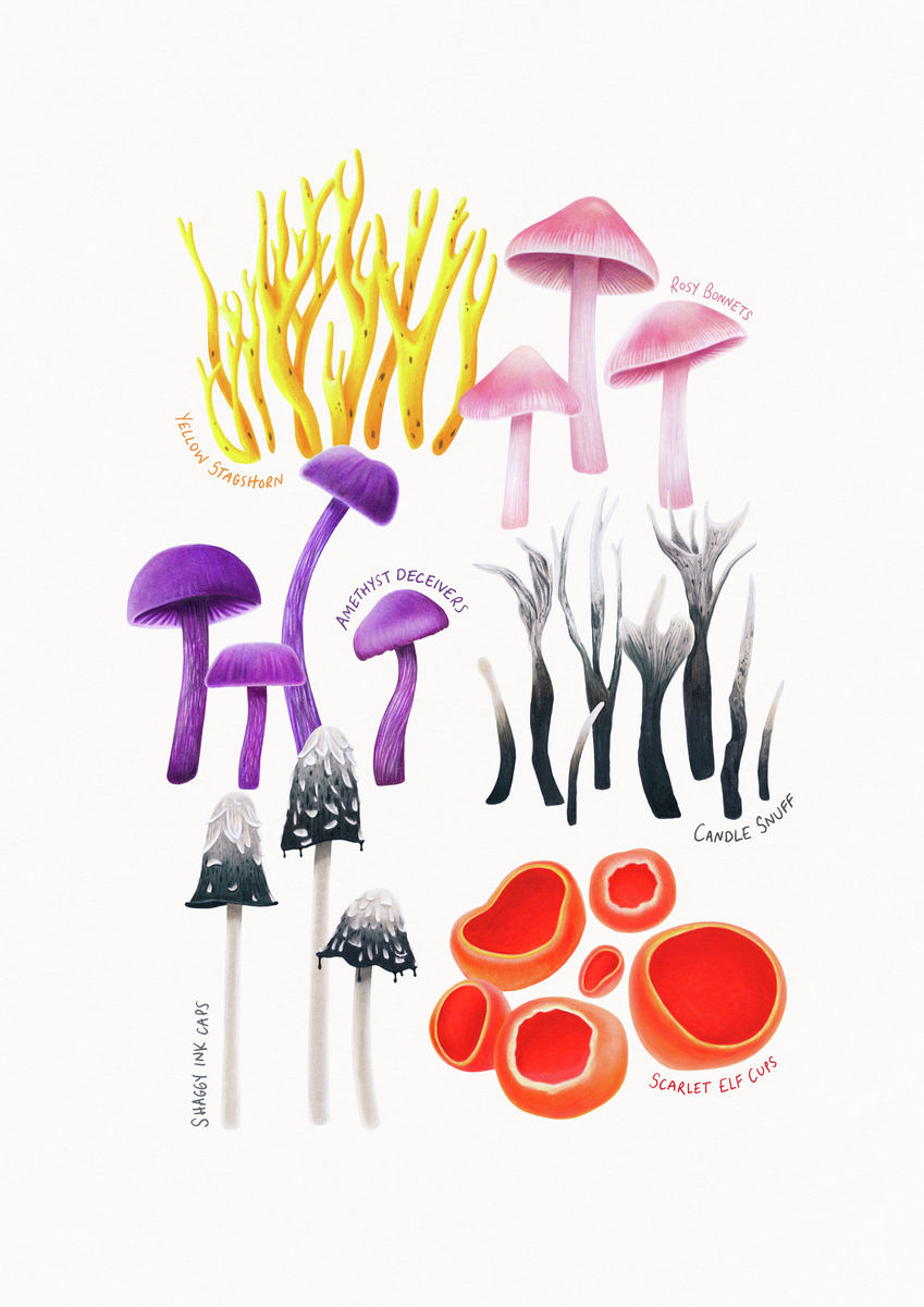 Fungi