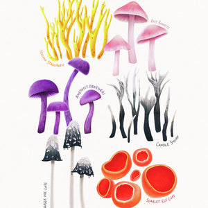 Fungi