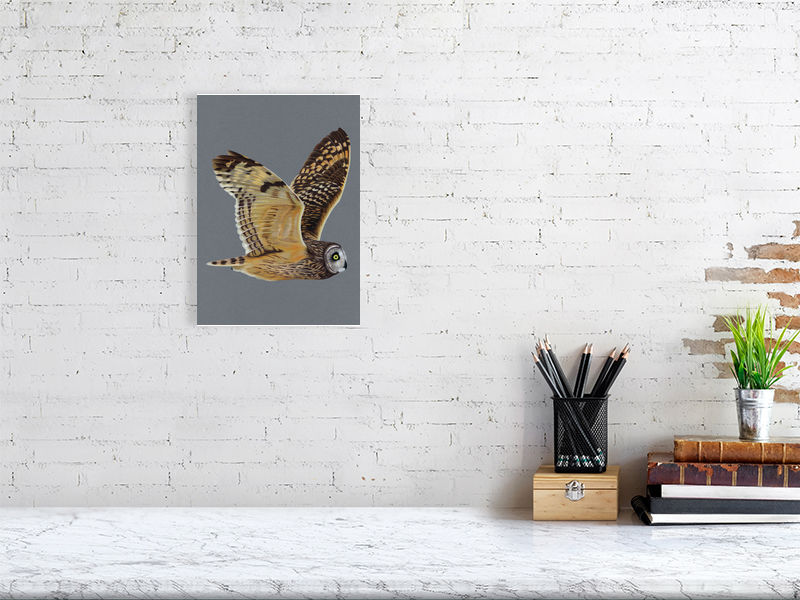 Short Eared Owl Illustration (Colour Pencil on card) Giclee Print