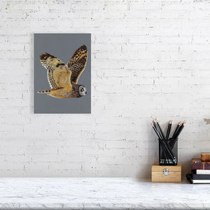 Short Eared Owl Illustration (Colour Pencil on card) Giclee Print