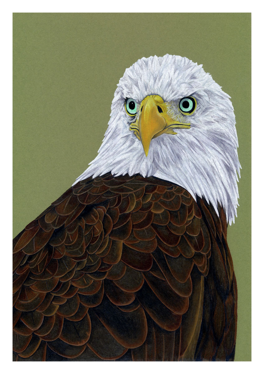 American Bald Eagle Illustration (Colour Pencil on card) Giclee Print