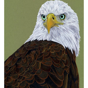 American Bald Eagle Illustration (Colour Pencil on card) Giclee Print