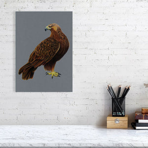 Golden Eagle Illustration (Colour Pencil on card) Giclee Print