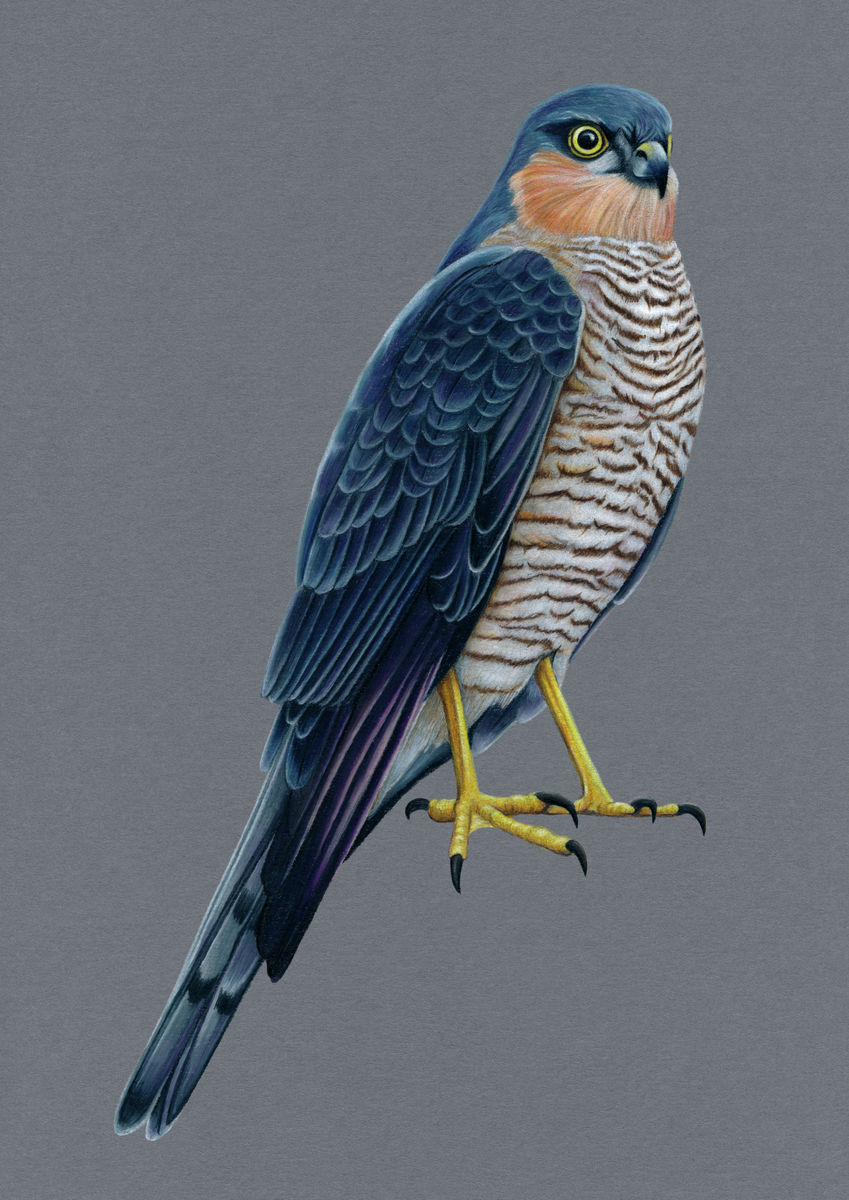 Sparrowhawk Illustration (Colour Pencil on card) Giclee Print