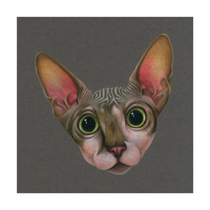 A colour pencil portrait of a hairless Sphynx Lair Cat. Available as a Giclee Print.