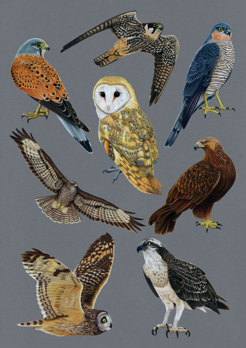British Birds of Prey Illustration (Colour Pencil on card) Giclee Print