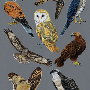 British Birds of Prey Illustration (Colour Pencil on card) Giclee Print