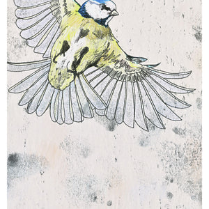 A hand coloured monoprint of a Blue Tit in flight - A3 Giclee Print.