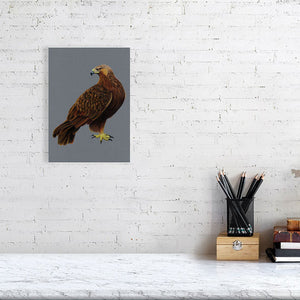 Golden Eagle Illustration (Colour Pencil on card) Giclee Print