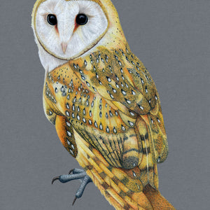 Barn Owl Illustration (Colour Pencil on card) Giclee Print