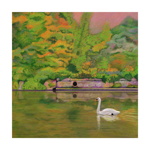 A Swan swimming on the Canal (Colour Pencil on Card) Giclee Print.