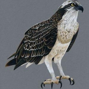 Osprey Illustration (Colour Pencil on card) Giclee Print