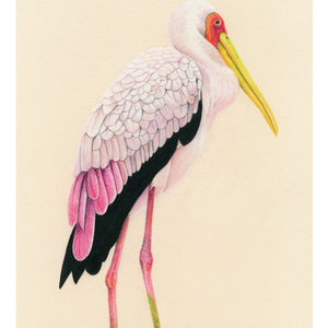 A colour pencil portrait of a Painted Stork, seen in the Bird Park in Kuala Lumper, Malaysia. Available as a Giclee Print. 