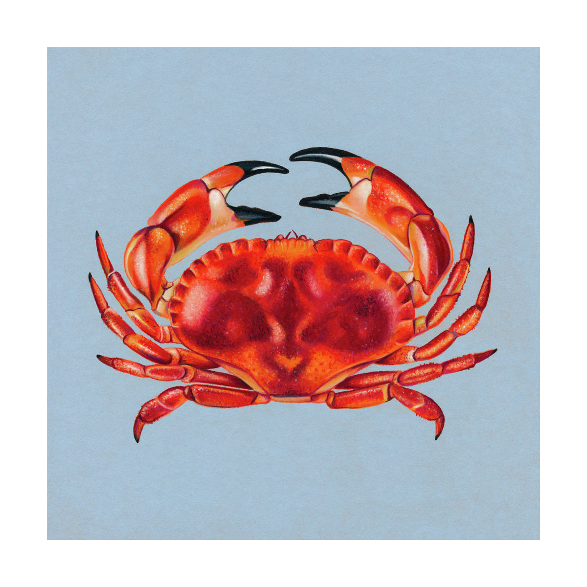 An illustration of a crab (Colour Pencil on Card) - Giclee Print